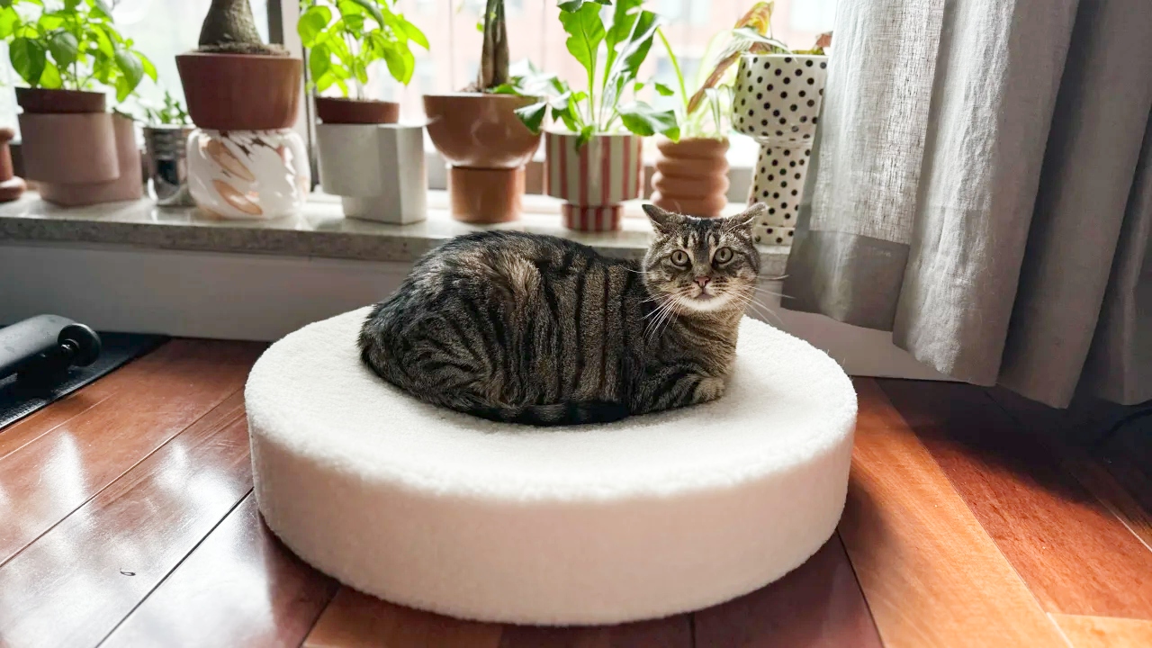 Cat sitting on a white pet bed
