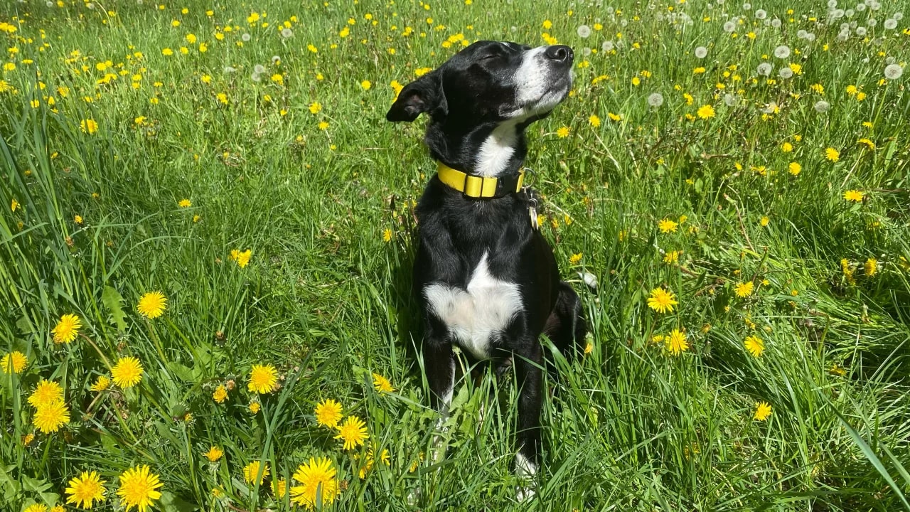 Black and white dog with yellow collar